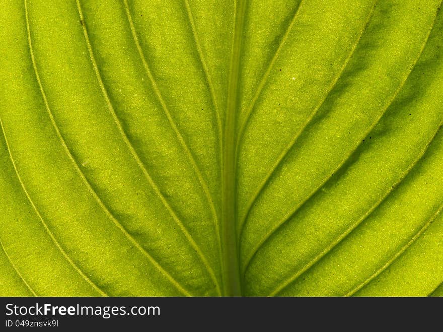 Green leaf close up nature background