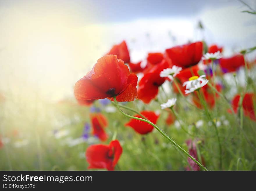 Poppy flower in the sky. Poppy flower in the sky