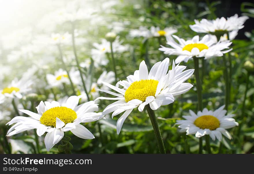 Daisy Flowers