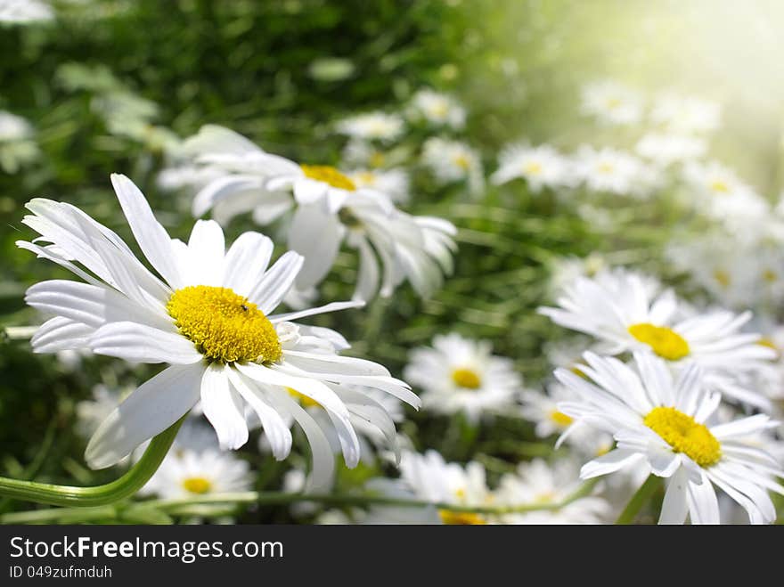 Beautiful summer landscape with daisies