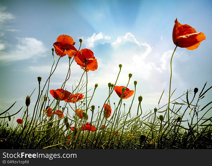 Red poppies on green field. Red poppies on green field