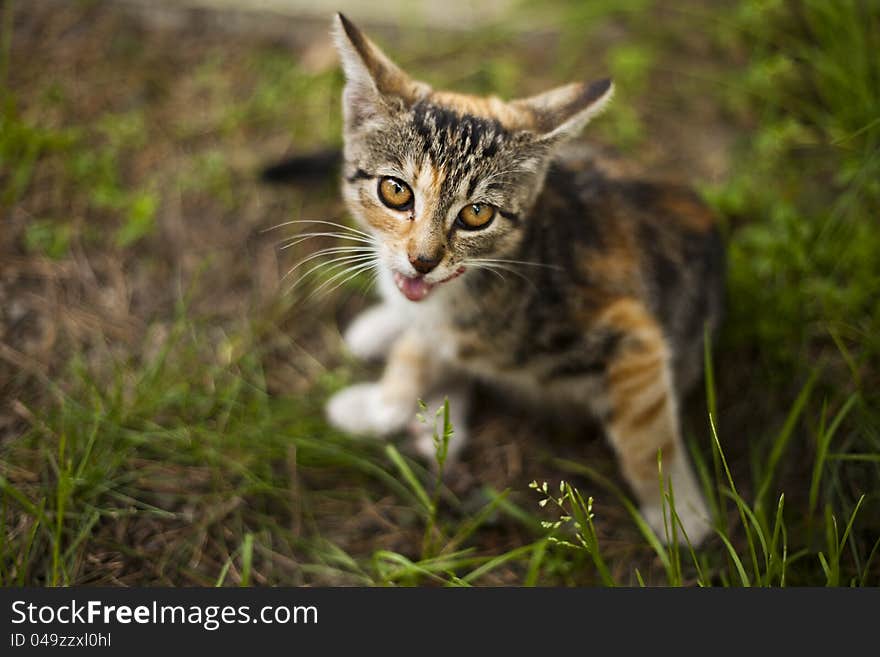 Beautiful little cat playing in a garden. Beautiful little cat playing in a garden