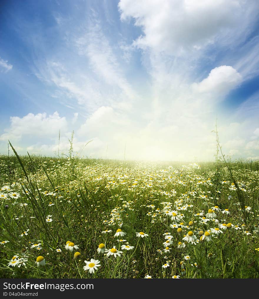 Beautiful summer landscape with daisies. Beautiful summer landscape with daisies