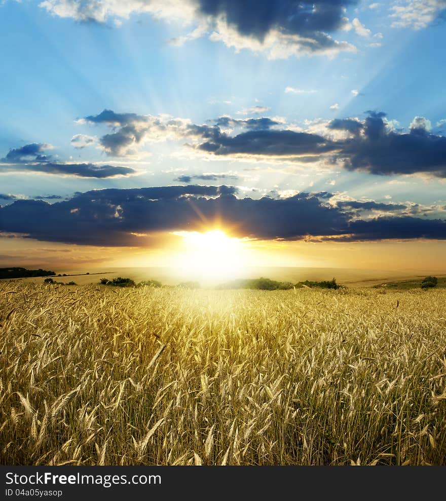 Yellow meadow under blue sky with clouds. Yellow meadow under blue sky with clouds