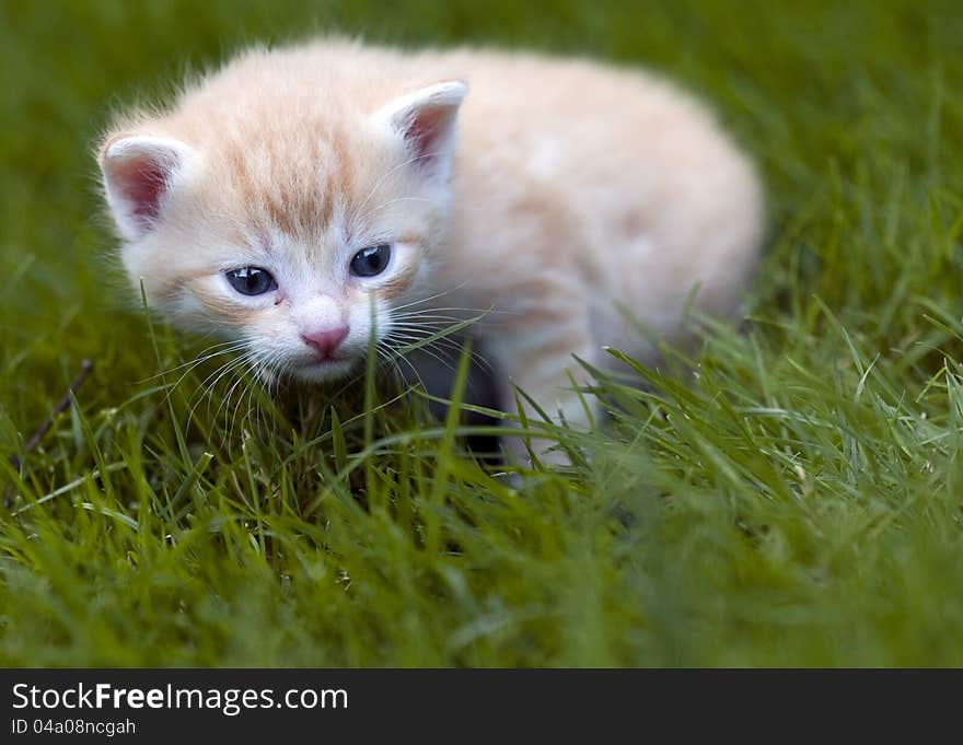 Little cat in garden