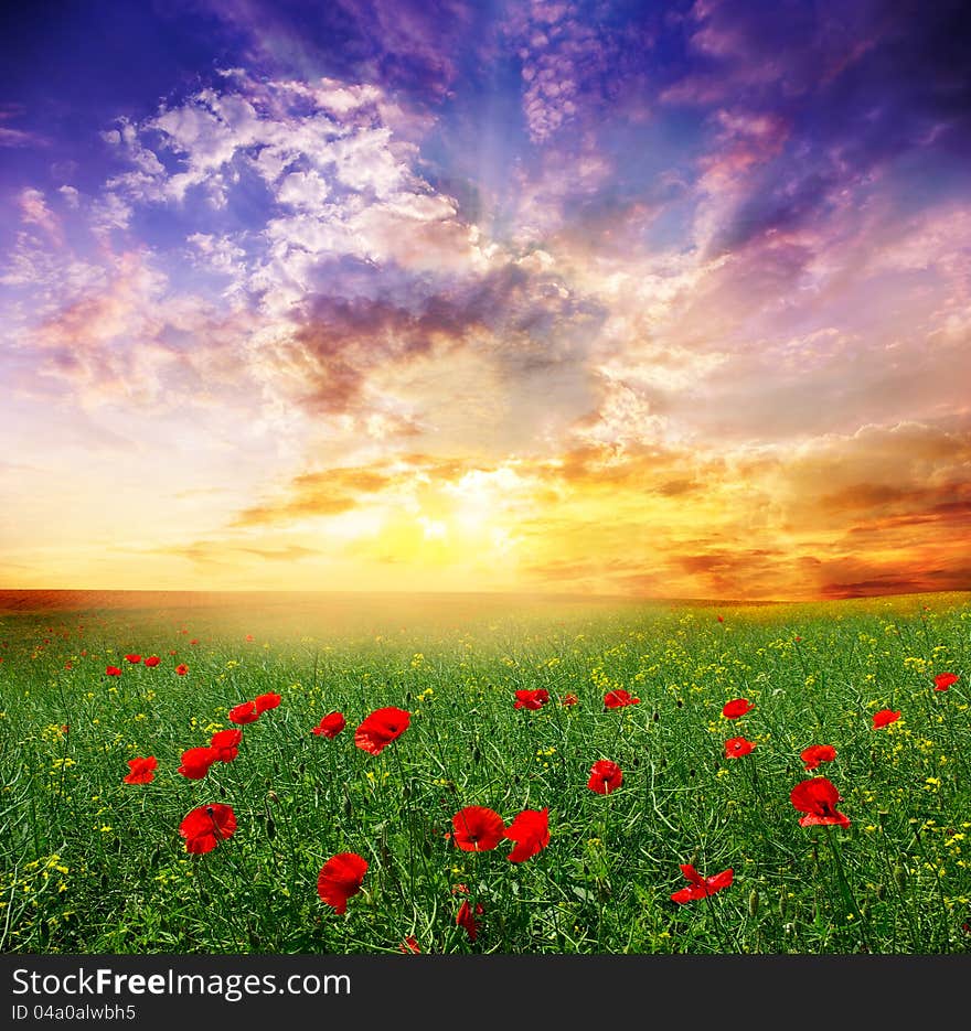 Red poppies on green field. Red poppies on green field