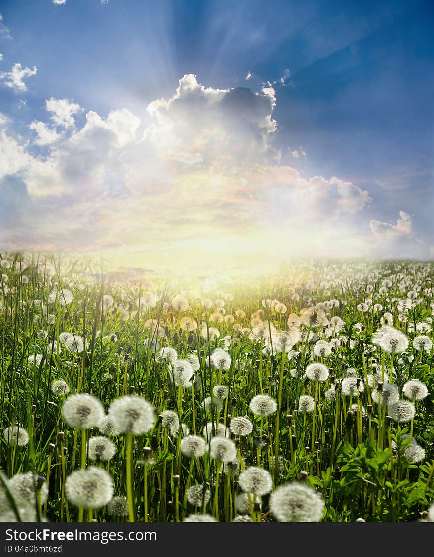 Flowers view in perspective in a green field. Flowers view in perspective in a green field