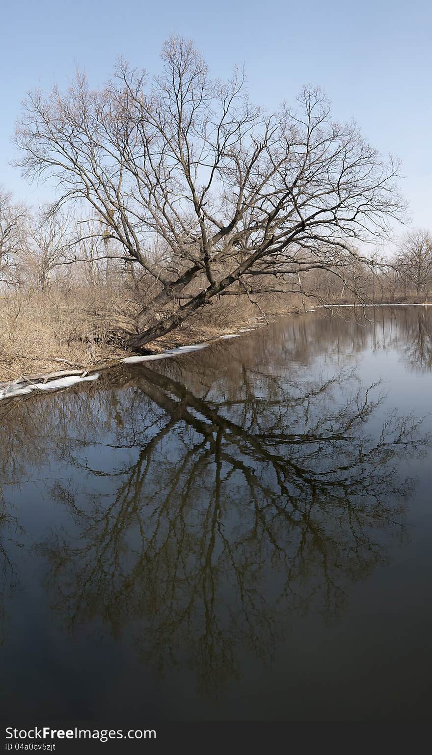 The tree on the bank of the river