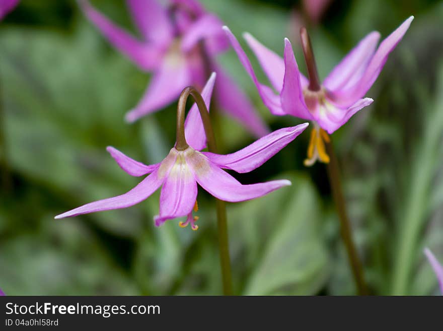 Erythronium Revolutum