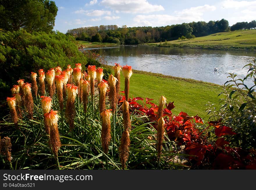 Flowers and lake