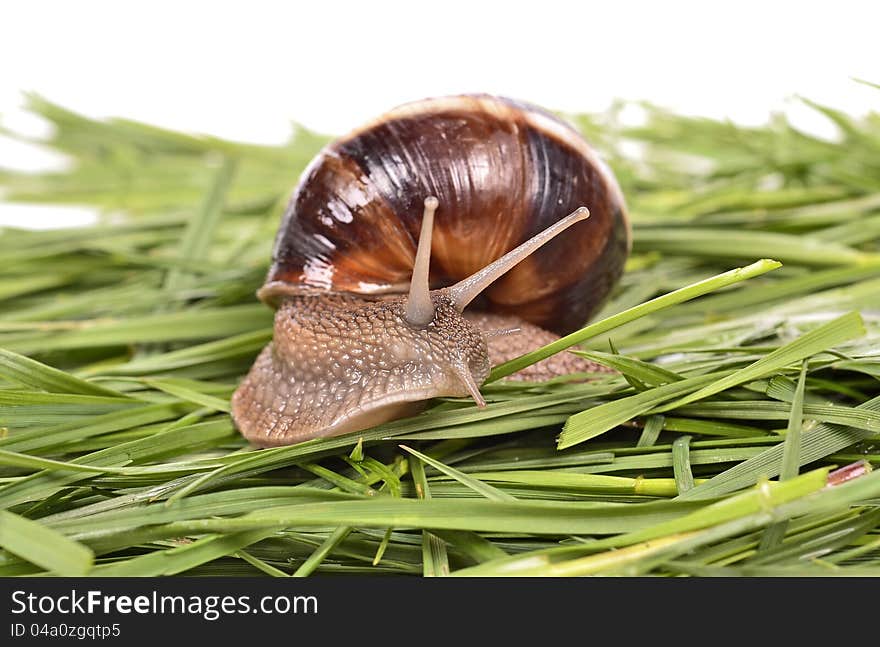 Garden snail (Helix aspersa) Snails source of protein