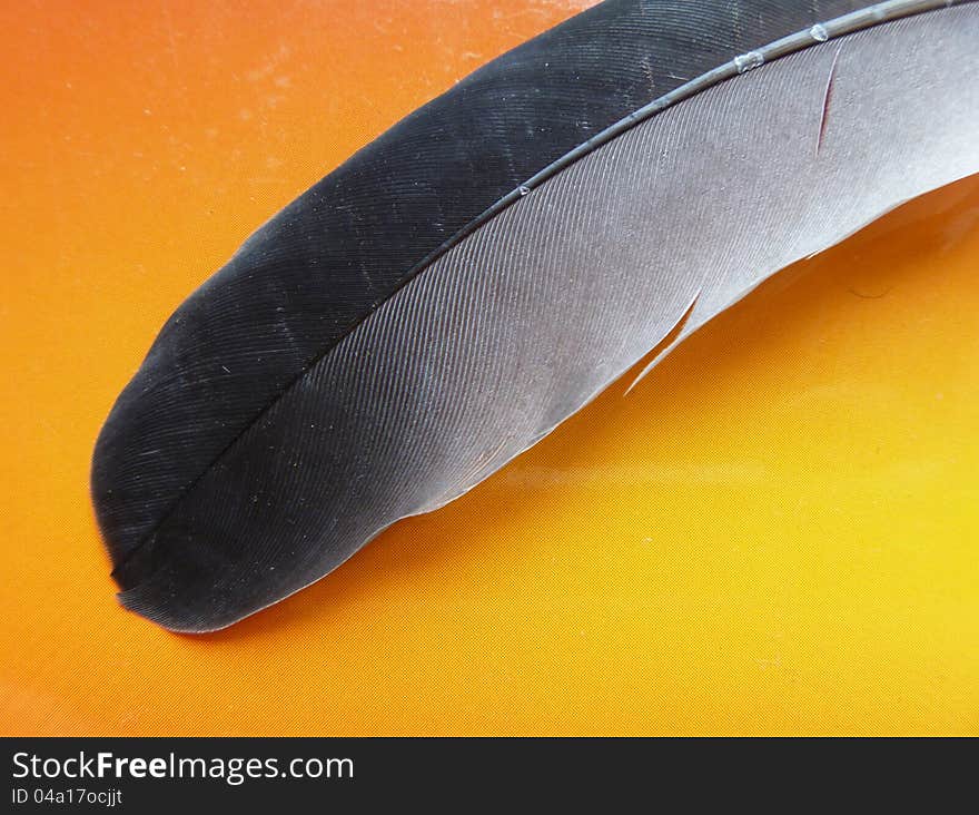 Feather of the wild dove on orange background. Feather of the wild dove on orange background