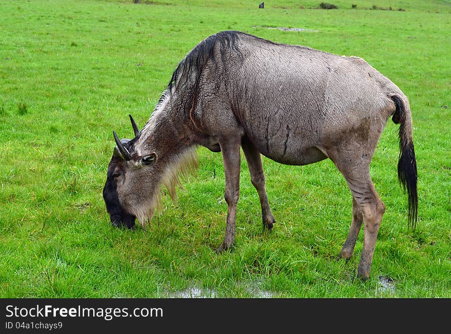 African Wildebeest in open grassland