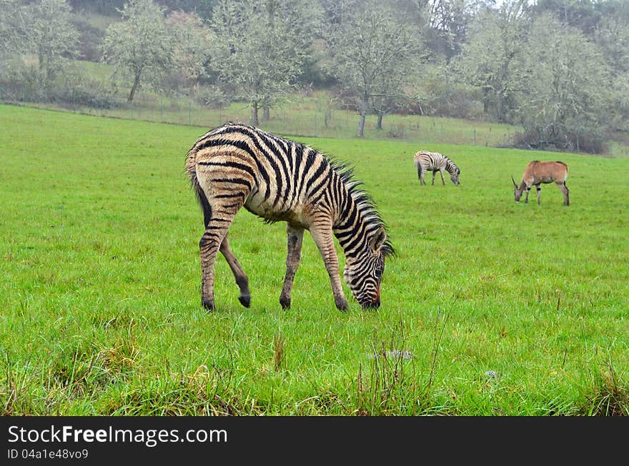 Zebra, the African equids (horse family)