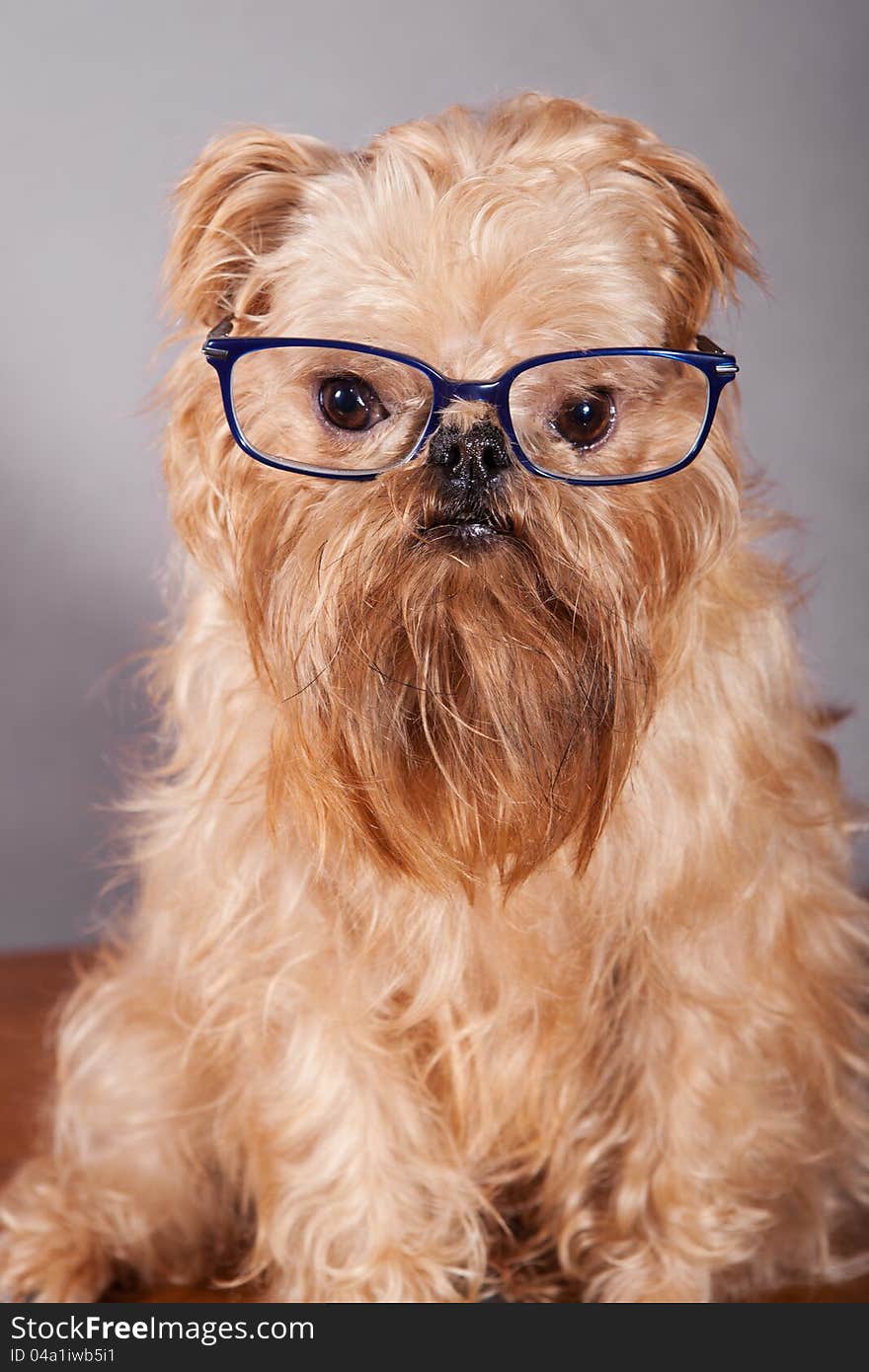 Dog breeds Brussels Griffon in blue glasses. Dog breeds Brussels Griffon in blue glasses