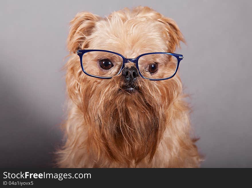 Dog breeds Brussels Griffon in blue glasses. Dog breeds Brussels Griffon in blue glasses