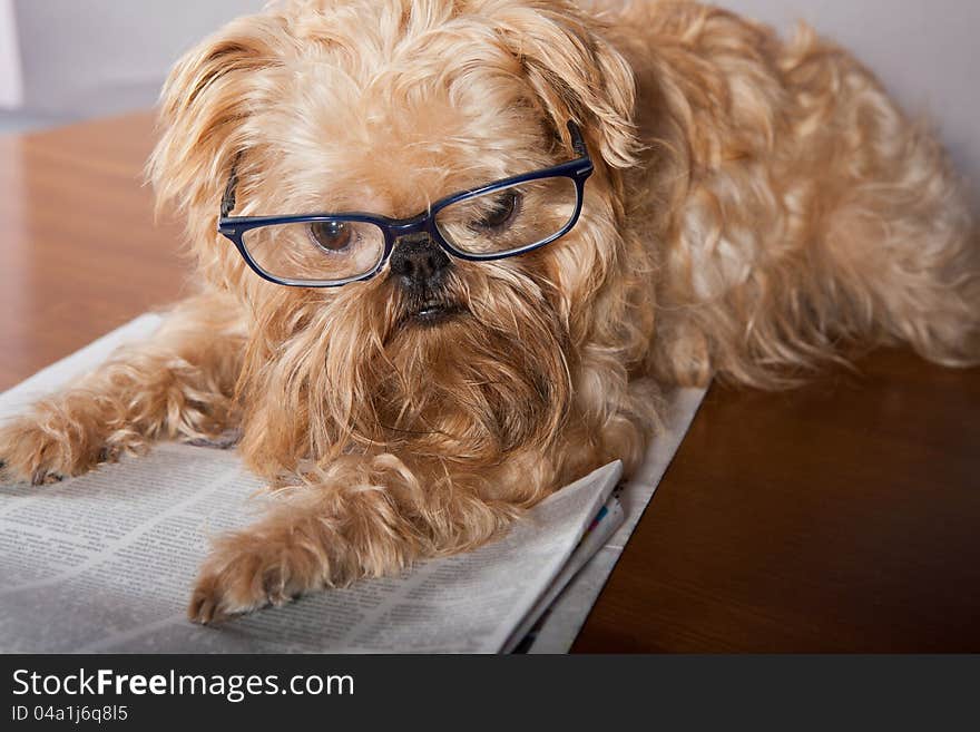 Serious dog in glasses reading the newspaper