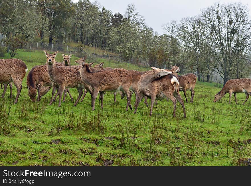 Herd of Sitka Black-Tailed Deer. Herd of Sitka Black-Tailed Deer