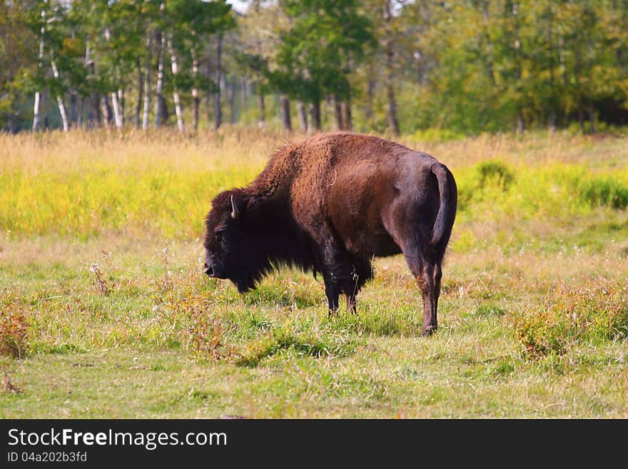 Ａ　ｂｉｓｏｎ　bison eating grass on the meadow
ｉｎ　ｔｈｅ　Ｅｌｋ　Ｎａｔｉｏｎａｌ　Ｐａｒｋ，Ａｌｂｅｒｔａ，Ｃａｎａｄａ