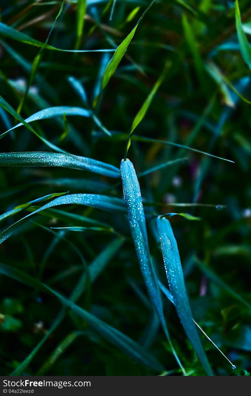 Dew   on   leaves   in   the   morning