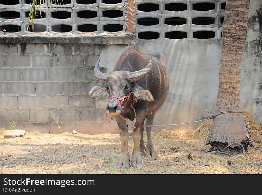 Thai Buffalo