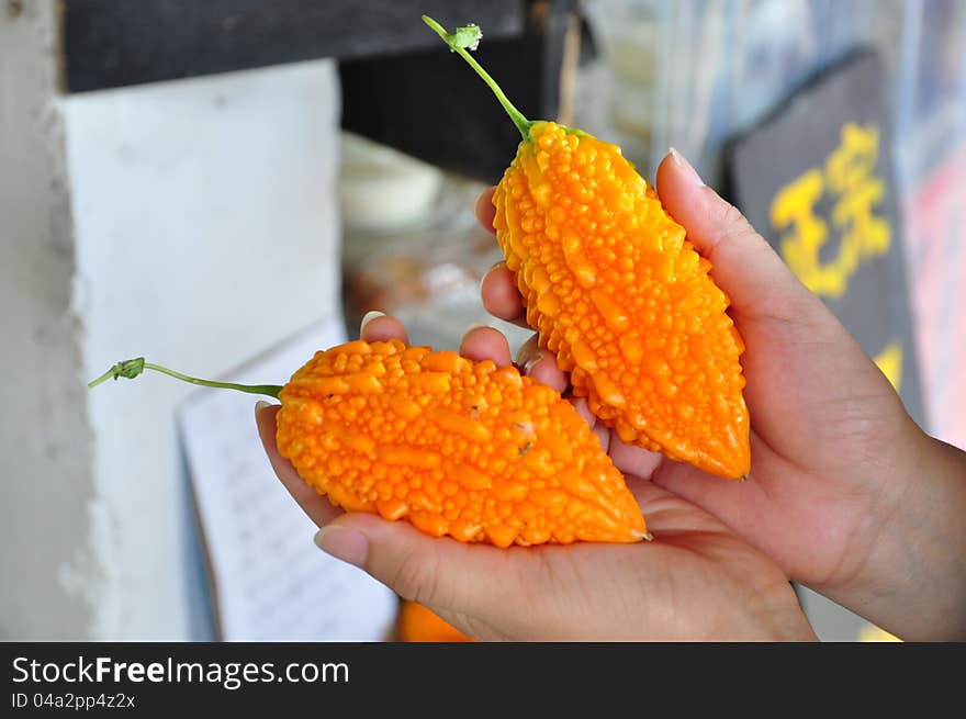 Sweet ripe bitter gourd in hands