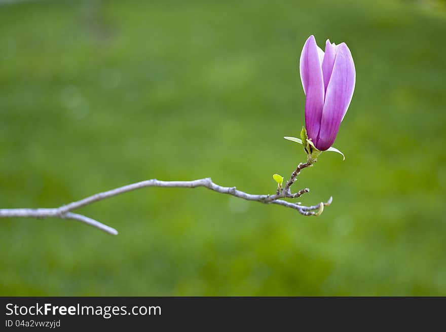 Spring Pink Magnolia Flower