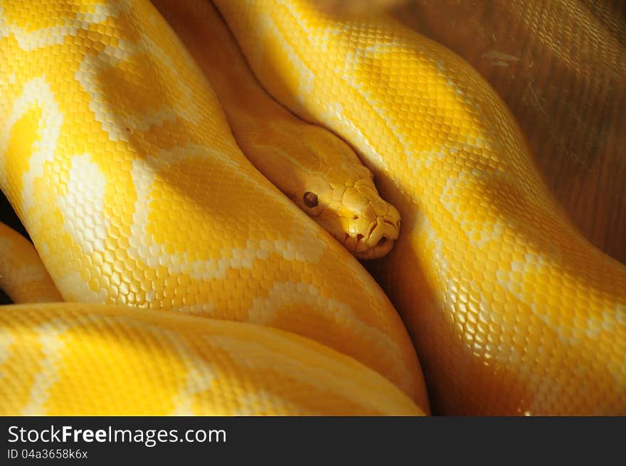 Yellow snake