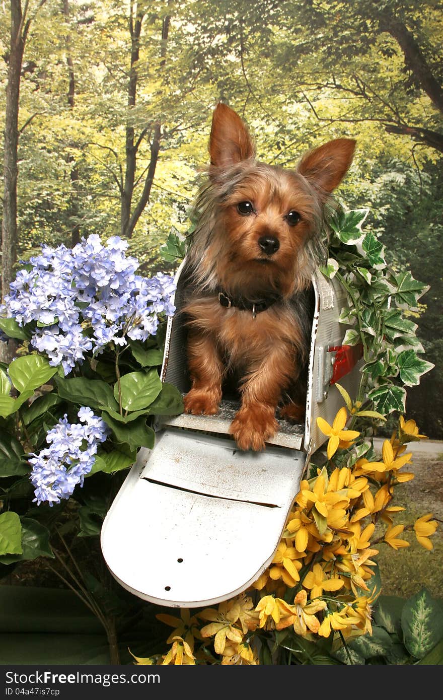 A yorkshire terrier dog poses in an open mailbox in a woodland floral garden. A yorkshire terrier dog poses in an open mailbox in a woodland floral garden