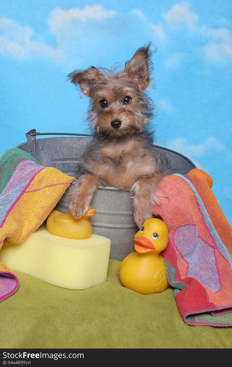 A yorkshire terrier puppy sits in a bath tub with rubber ducks. A yorkshire terrier puppy sits in a bath tub with rubber ducks