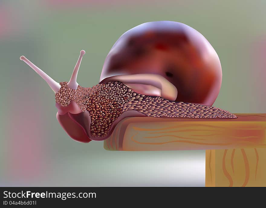 Snail