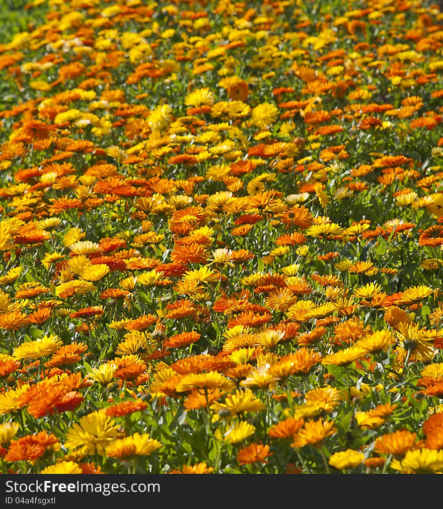 Many yellow and orange flowers in summer day