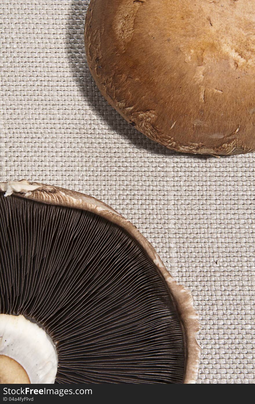 Two big mushroom on grey background. Two big mushroom on grey background