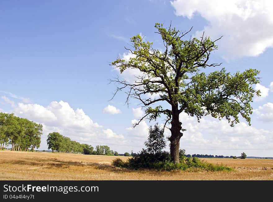 Background of oak tree in riped agricultural field