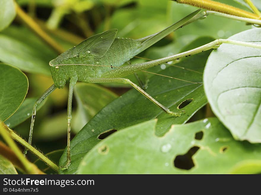 Grasshopper in green nature in rain forest,Thailand.