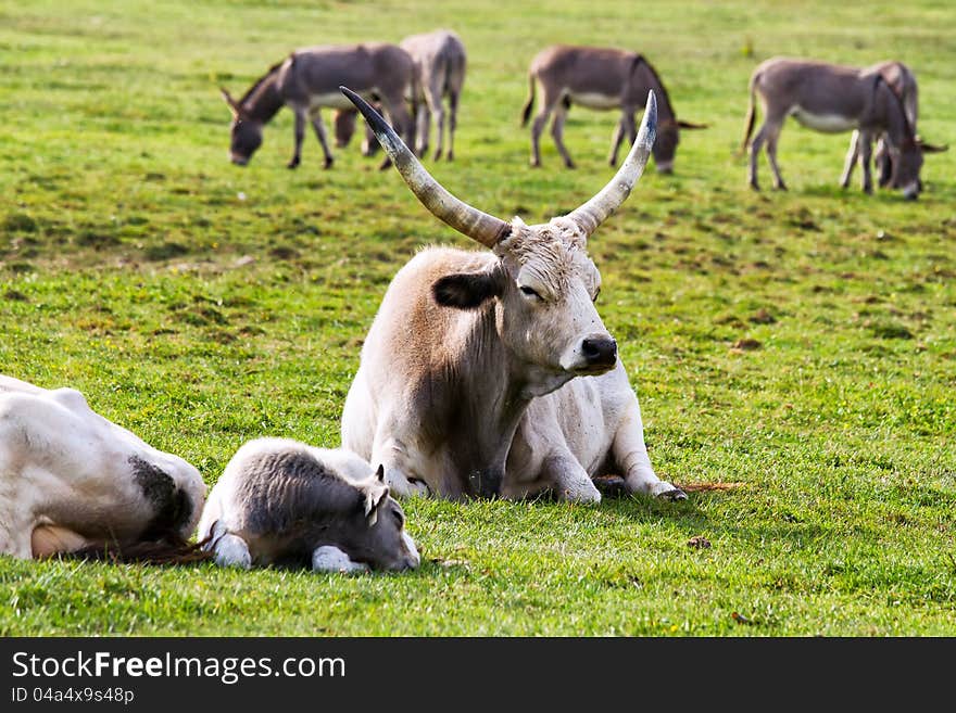 Beautiful Hungarian grey bulls in the field. Beautiful Hungarian grey bulls in the field