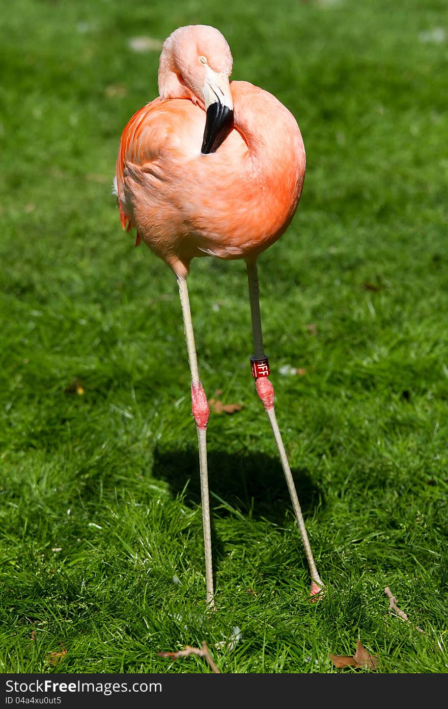 Sleepy flamingo up close shot