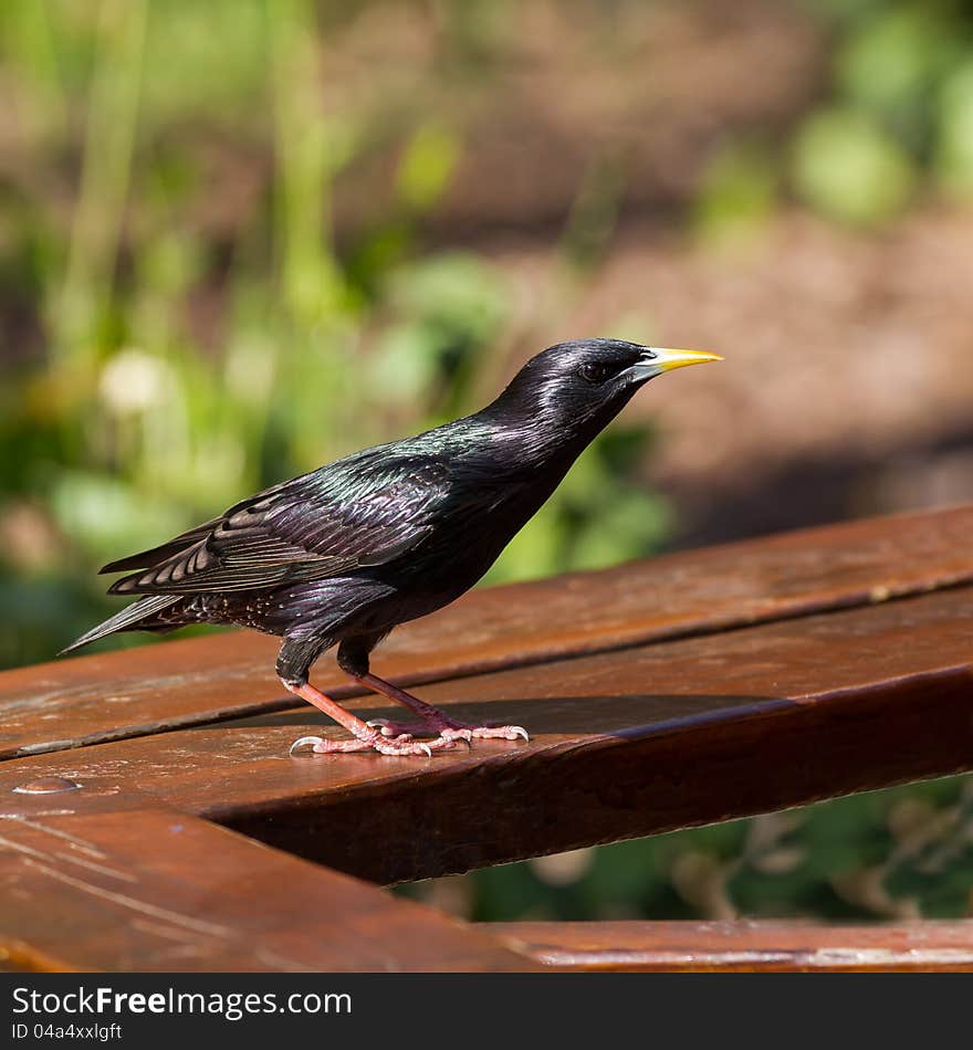 Beautiful starling very into something