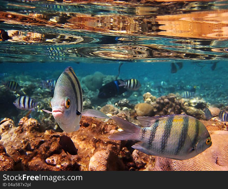 Flock striped fish