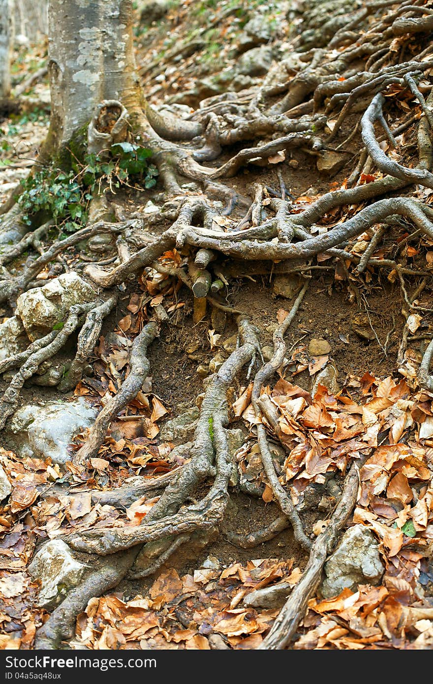 The roots of the trees are located on the ground. The roots of the trees are located on the ground