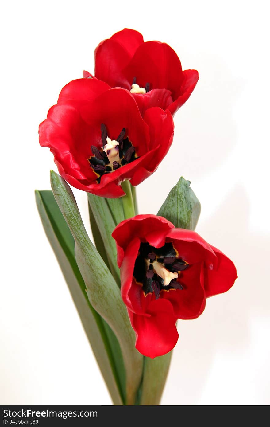 The opened tulips