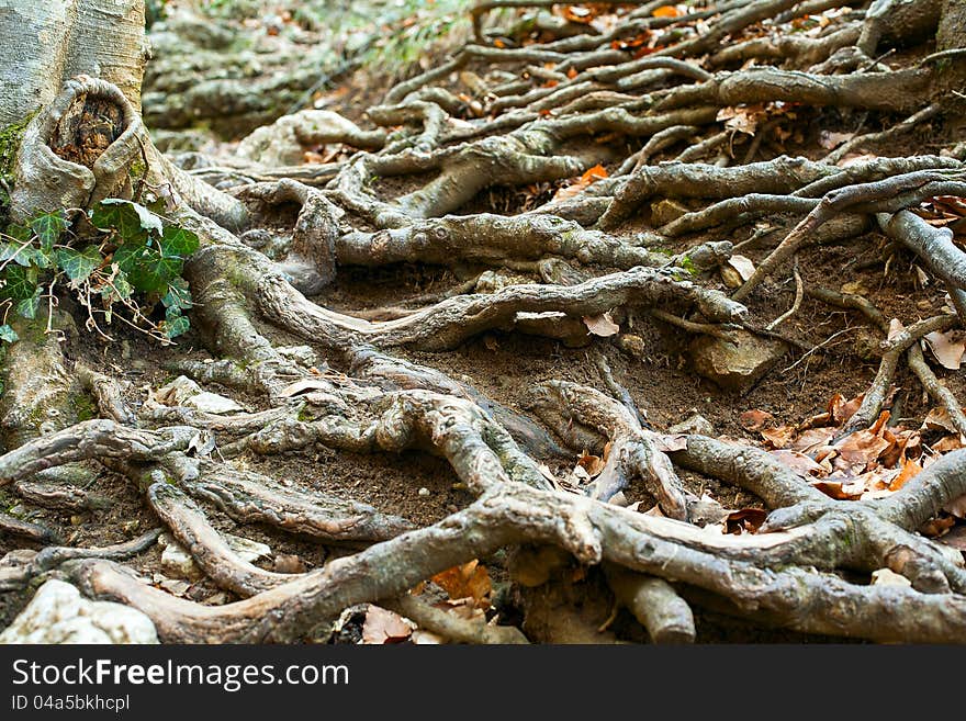 The roots of the trees are located on the ground. The roots of the trees are located on the ground