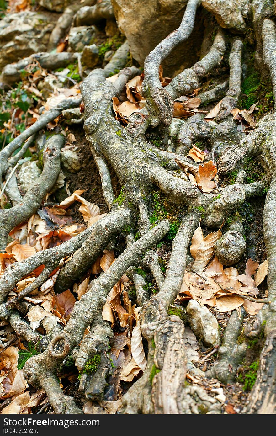 The roots of the trees are located on the ground. The roots of the trees are located on the ground