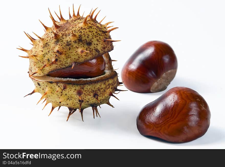 Chestnut in the opened green shell isolated on the white. Chestnut in the opened green shell isolated on the white