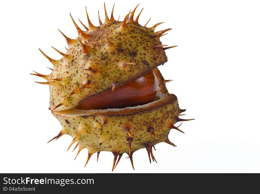 Chestnut in the opened green shell isolated on the white. Chestnut in the opened green shell isolated on the white