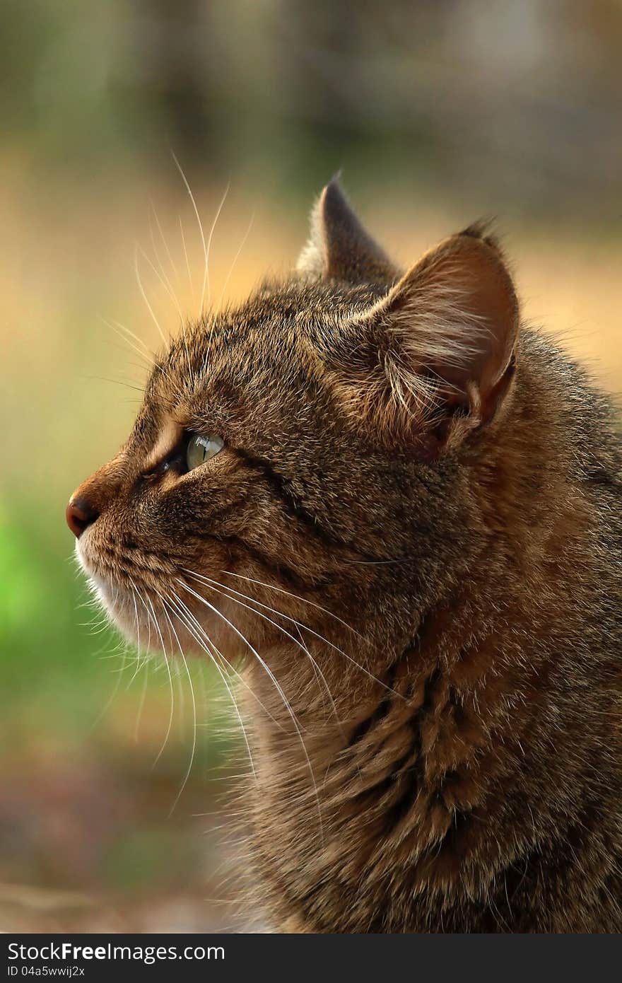 Brown striped cat, side- face