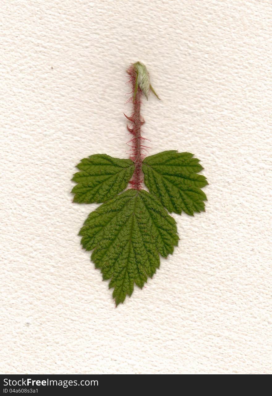 Raspberry Leaf