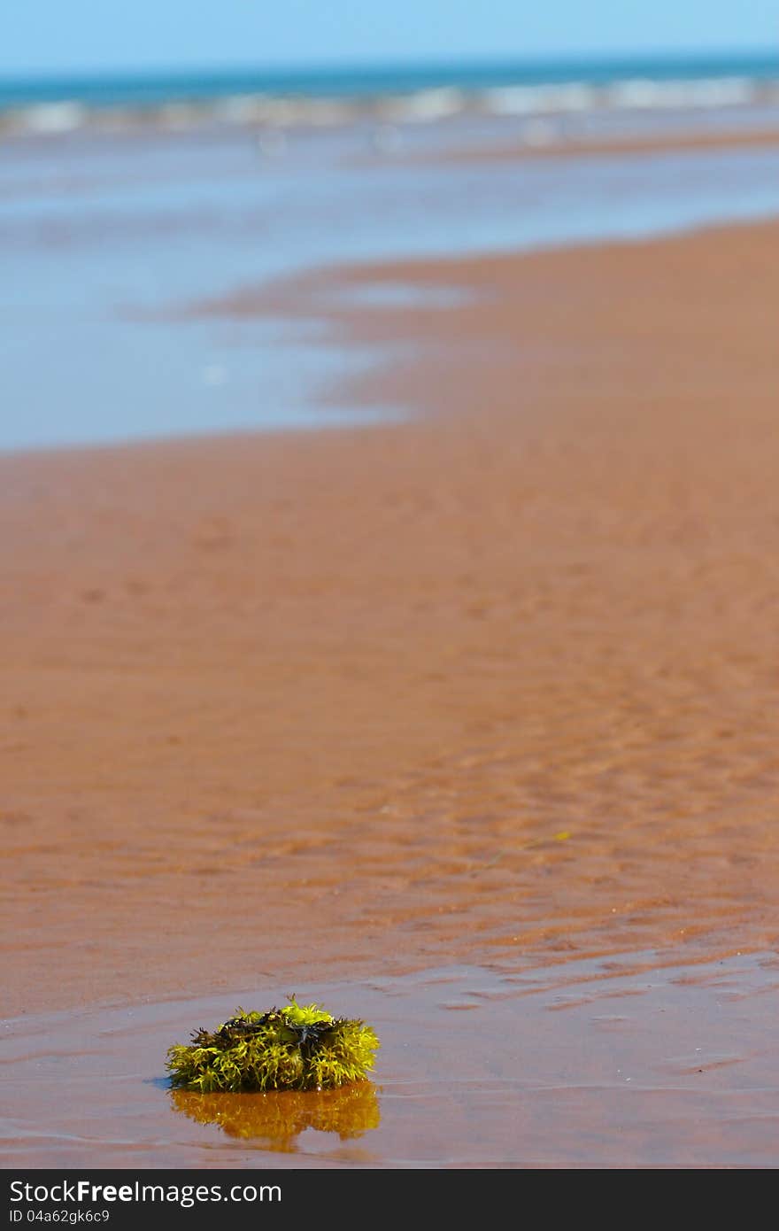 Seaweed on the red beach,Prince Edward Island,Canada