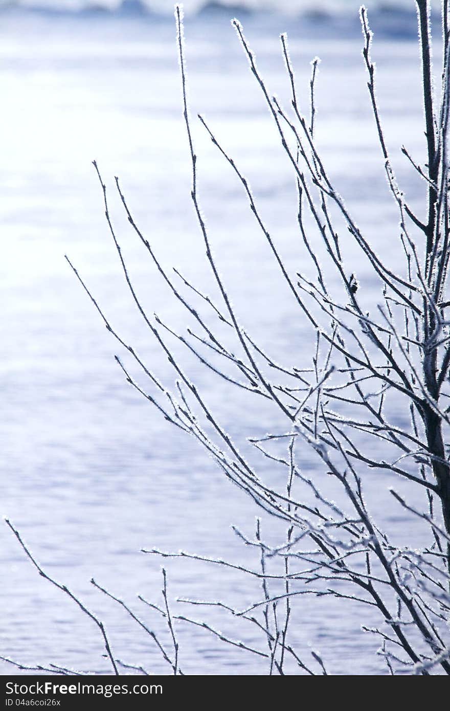 Hoarfrost on branches of trees against a snow-covered field. Winter. Hoarfrost on branches of trees against a snow-covered field. Winter.