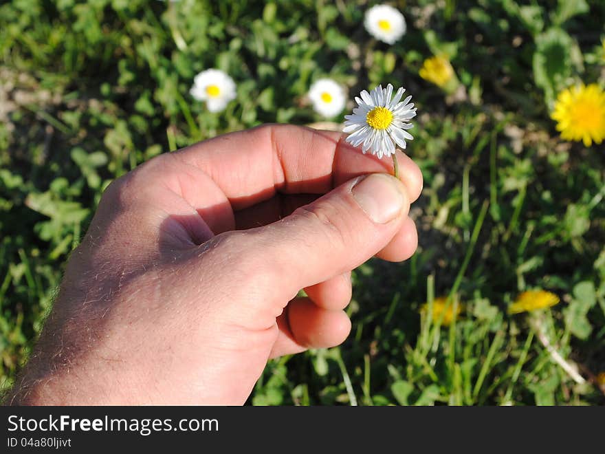 Man hand picks a daisy